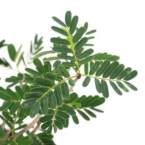 (多肉植物)一点物 センナ メリディオナリス ...の詳細画像1