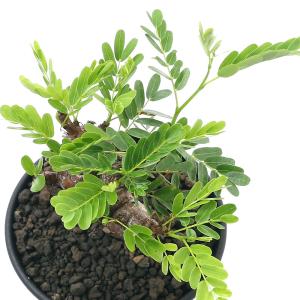 (多肉植物)一点物 センナ メリディオナリス ...の詳細画像2