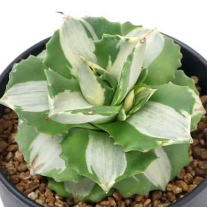（多肉植物）アガベ　王妃雷神　白中斑　３．５〜４号（１鉢）