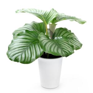 (観葉植物)インテリア カラテア オルビフォリ...の詳細画像1