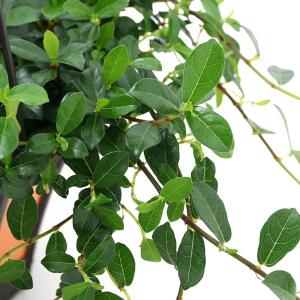 (観葉植物)インテリア フィカス シャングリラ...の詳細画像1
