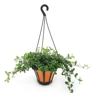 (観葉植物)インテリア フィカス シャングリラ...の詳細画像2