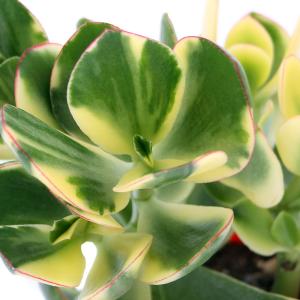 （多肉植物）クラッスラ　花月　斑入り　３．５〜４号（１鉢）｜charm 第2ヤフー店