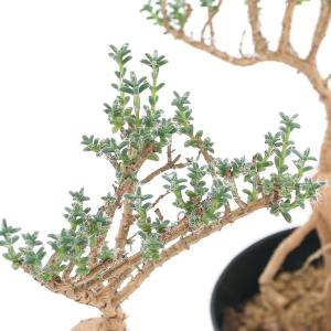 （多肉植物）トリコディアデマ　ブルボスム（紅姫小松）　３〜３．５号（１鉢）