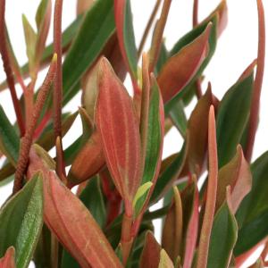 (観葉植物)ペペロミア シンコラーナ 3〜3....の詳細画像1