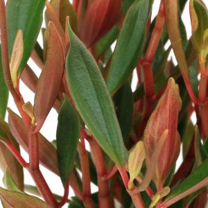 (観葉植物)ペペロミア シンコラーナ 3〜3....の詳細画像2