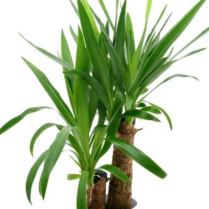 (観葉植物)大型 インテリア ドラセナ ユッカ ...の商品画像