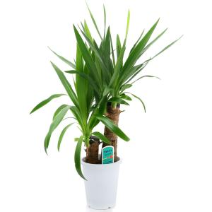 (観葉植物)大型 インテリア ドラセナ ユッカ...の詳細画像1