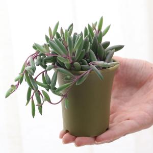 (多肉植物)ルビーネックレス 2.5〜3号(1...の詳細画像1