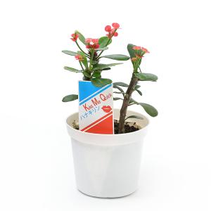 (多肉植物)ユーフォルビア 花キリン ディディ...の詳細画像1