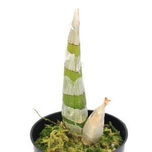 （観葉植物）洋ラン　フレッドクラーケアラ　アフターダーク　Ｓ．Ｖ．Ｏ．　ブラックパール　３号（１鉢）