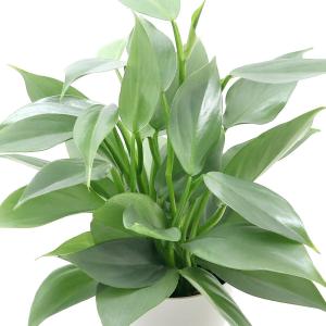 （観葉植物）フィロデンドロン　シルバーメタル　３〜３．５号（１ポット）