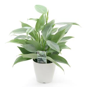 (観葉植物)フィロデンドロン シルバーメタル ...の詳細画像1