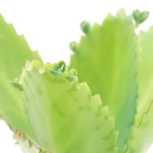 （多肉植物）カランコエ　子宝弁慶草　１株植え　３号（１鉢）