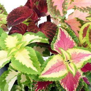（観葉植物）コリウス　品種おまかせ　３号（５ポット）