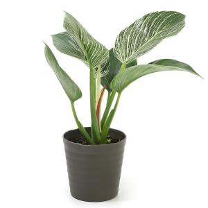(観葉植物)フィロデンドロン バーキン 4号(1鉢)の詳細画像1