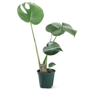 (観葉植物)モンステラ アダンソニー 4号(1鉢)の詳細画像1