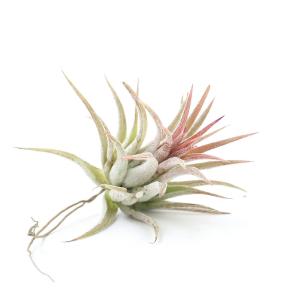 （観葉植物）エアープランツ　チランジア　イオナンタ　ピーチピンク（１株）