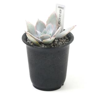 (多肉植物)エケベリア カンテ(エケベリアの女...の詳細画像1