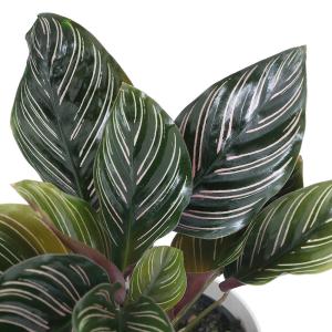 （観葉植物）カラテア　サンデリアーナ　４号（１鉢）