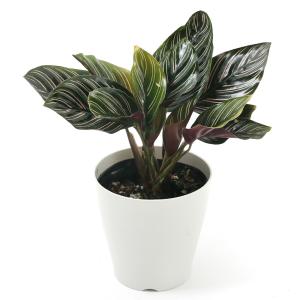 (観葉植物)カラテア サンデリアーナ 4号(1鉢)の詳細画像1