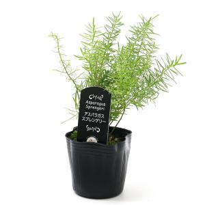 (観葉植物)アスパラガス デンシフロルス スプ...の詳細画像1