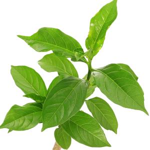 (観葉植物)バオバブの木 アダンソニア ディギタ...の商品画像