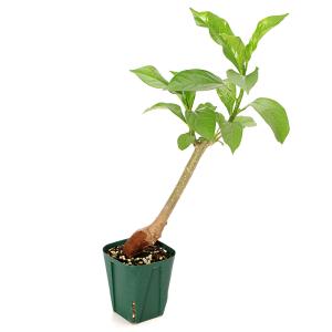 (観葉植物)バオバブの木 アダンソニア ディギ...の詳細画像1