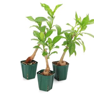 (観葉植物)バオバブの木 アダンソニア ディギ...の詳細画像2