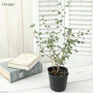 (観葉植物)メルヘンの木 ソフォラ リトルベイ...の詳細画像1