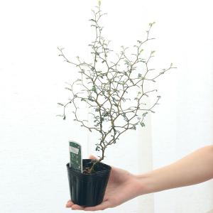 (観葉植物)メルヘンの木 ソフォラ リトルベイ...の詳細画像2