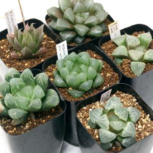 （多肉植物）ハオルチア　品種おまかせ　３号（１鉢）