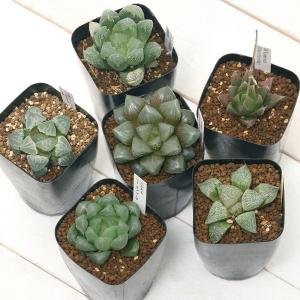 (多肉植物)ハオルチア 品種おまかせ 3号(1鉢)の詳細画像1