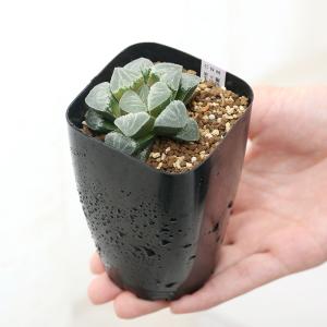 (多肉植物)ハオルチア 品種おまかせ 3号(1鉢)の詳細画像2