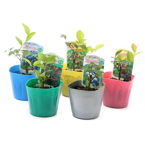 （観葉植物）果樹苗　ブルーベリー（ラビットアイ系）　３号（１ポット）　家庭菜園　果物　フルーツ