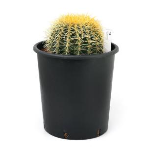 (多肉植物)サボテン エキノカクタス 金鯱(キ...の詳細画像1