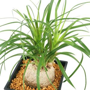 （観葉植物）トックリラン　４号（１鉢）