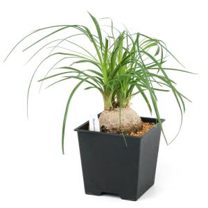 (観葉植物)トックリラン 4号(1鉢)の詳細画像1