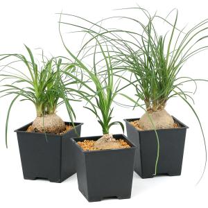 (観葉植物)トックリラン 4号(1鉢)の詳細画像2
