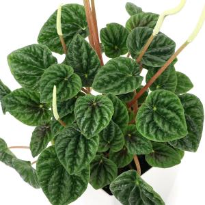 (観葉植物)ペペロミア カペラータ グリーン 4...の商品画像