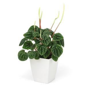 (観葉植物)ペペロミア カペラータ グリーン ...の詳細画像1