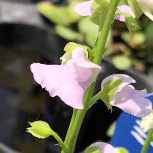 (食虫植物)ミミカキグサ ウトリクラリア カリキ...の商品画像