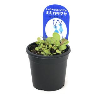 (食虫植物)ミミカキグサ ウトリクラリア カリ...の詳細画像1