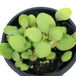 (食虫植物)ミミカキグサ ウトリクラリア カリ...の詳細画像2
