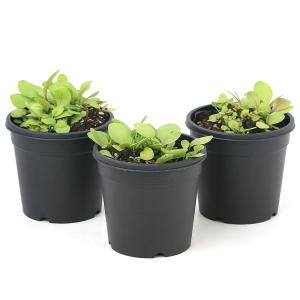 (食虫植物)ミミカキグサ ウトリクラリア カリ...の詳細画像3