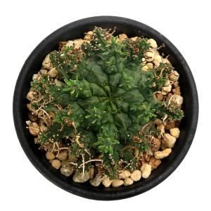 (多肉植物)一点物 ユーフォルビア アストロフ...の詳細画像1