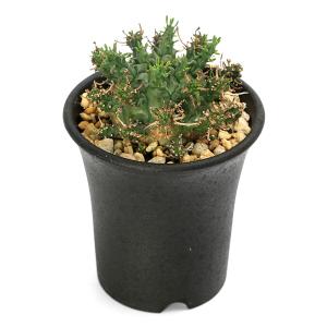 (多肉植物)一点物 ユーフォルビア アストロフ...の詳細画像2