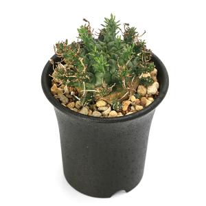 (多肉植物)一点物 ユーフォルビア アストロフ...の詳細画像3