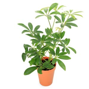 （観葉植物）シェフレラ　ホンコン　コンパクタ　２号（１鉢）