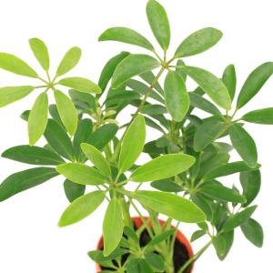 (観葉植物)シェフレラ ホンコン コンパクタ ...の詳細画像1